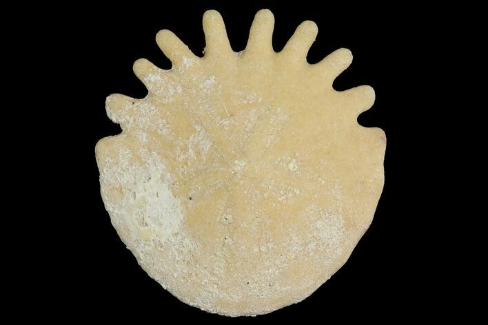 Fossil Sand Dollar (Heliophora) - Boujdour Province, Morocco #177948